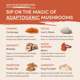 Mushroom Coffee (1 pack - 30 Servings) - 7C4Y