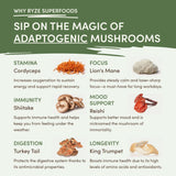 Mushroom Matcha (1 Pack - 30 Servings) - OLJU